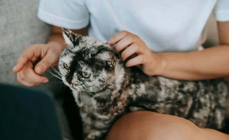 Le Pouvoir du Chat pour Transformer Votre Esprit